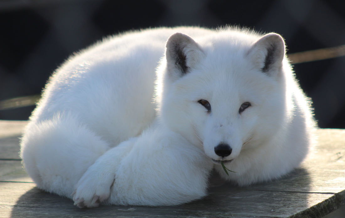 Hibernate with Intention: The Art of Wintering