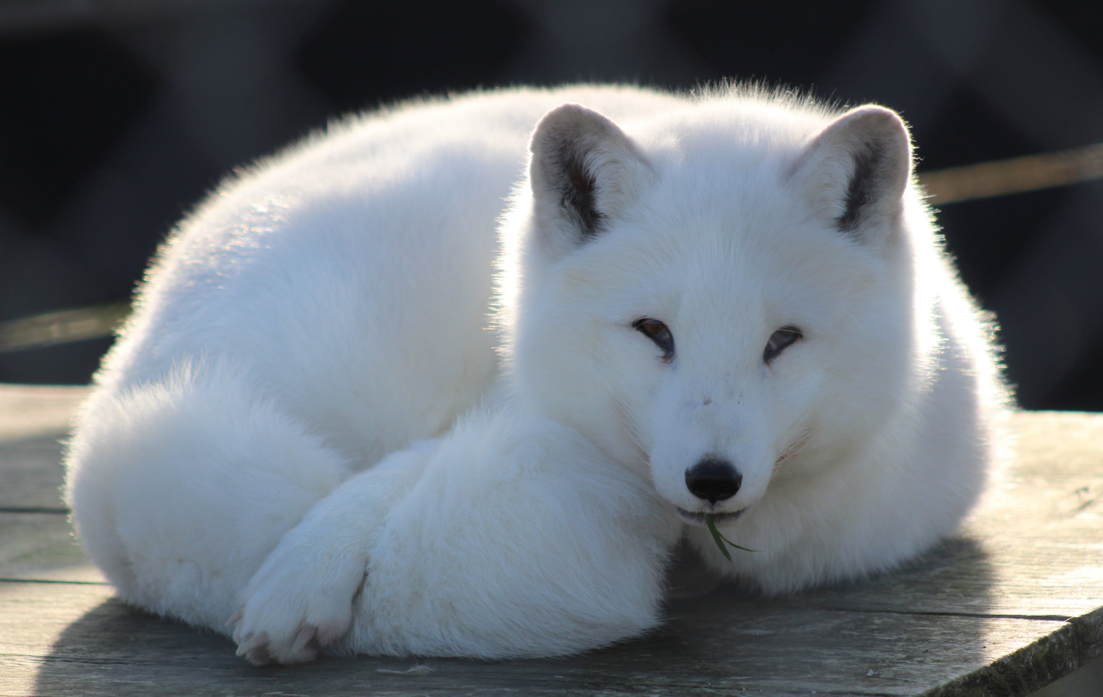 Hibernate with Intention: The Art of Wintering
