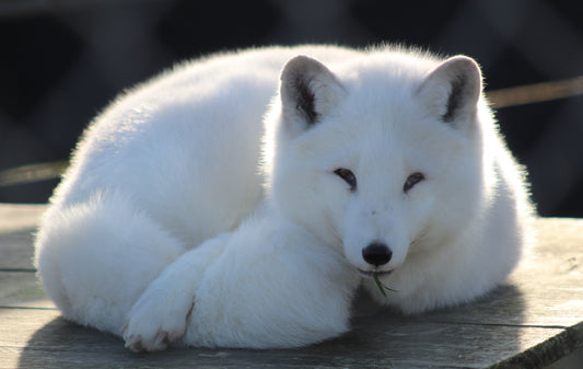 Hibernate with Intention: The Art of Wintering