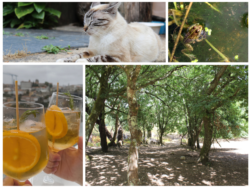 Museums, Misty Rooftops & a Safari Into the Mountains