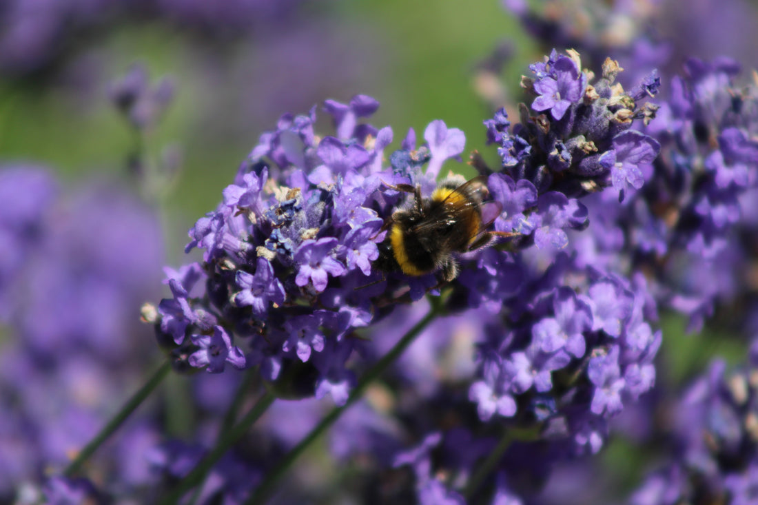 Wildflower Corners and Bee Hotels: Welcoming Wildlife in Winter