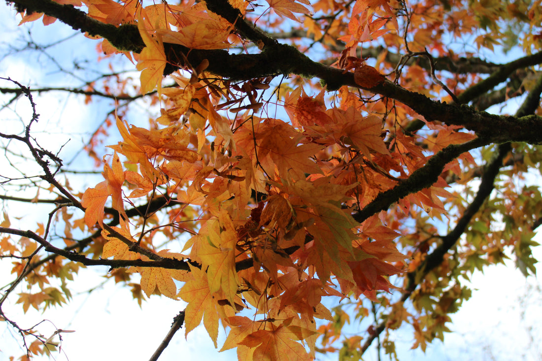 Sustainable Autumn Home Decor Ideas for Cosy Slow Living