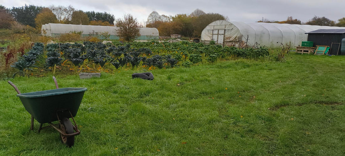 filed with a wheelbarrow and polytunnel