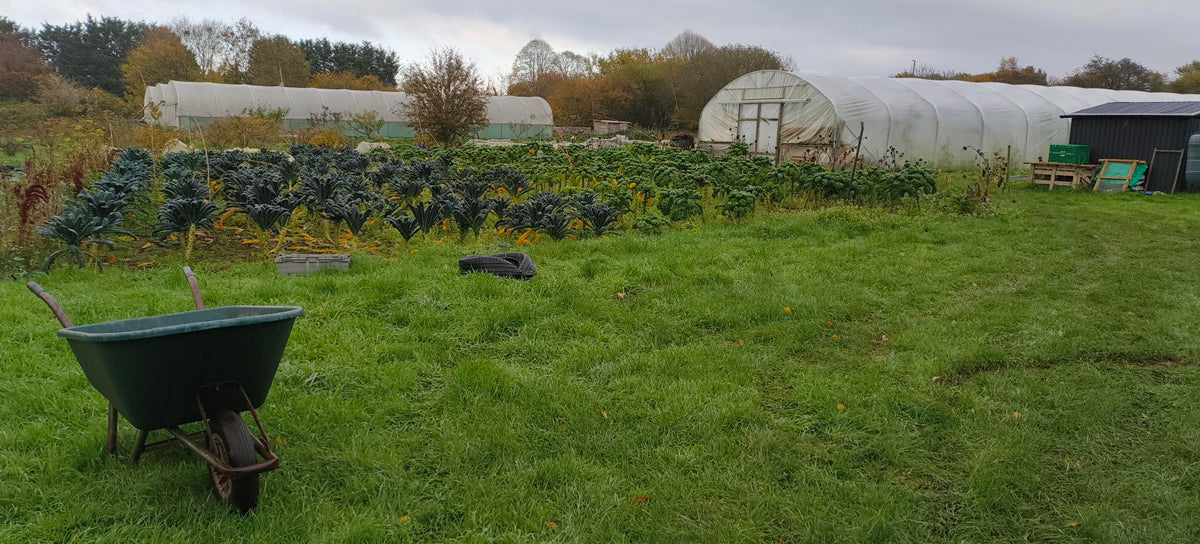 filed with a wheelbarrow and polytunnel