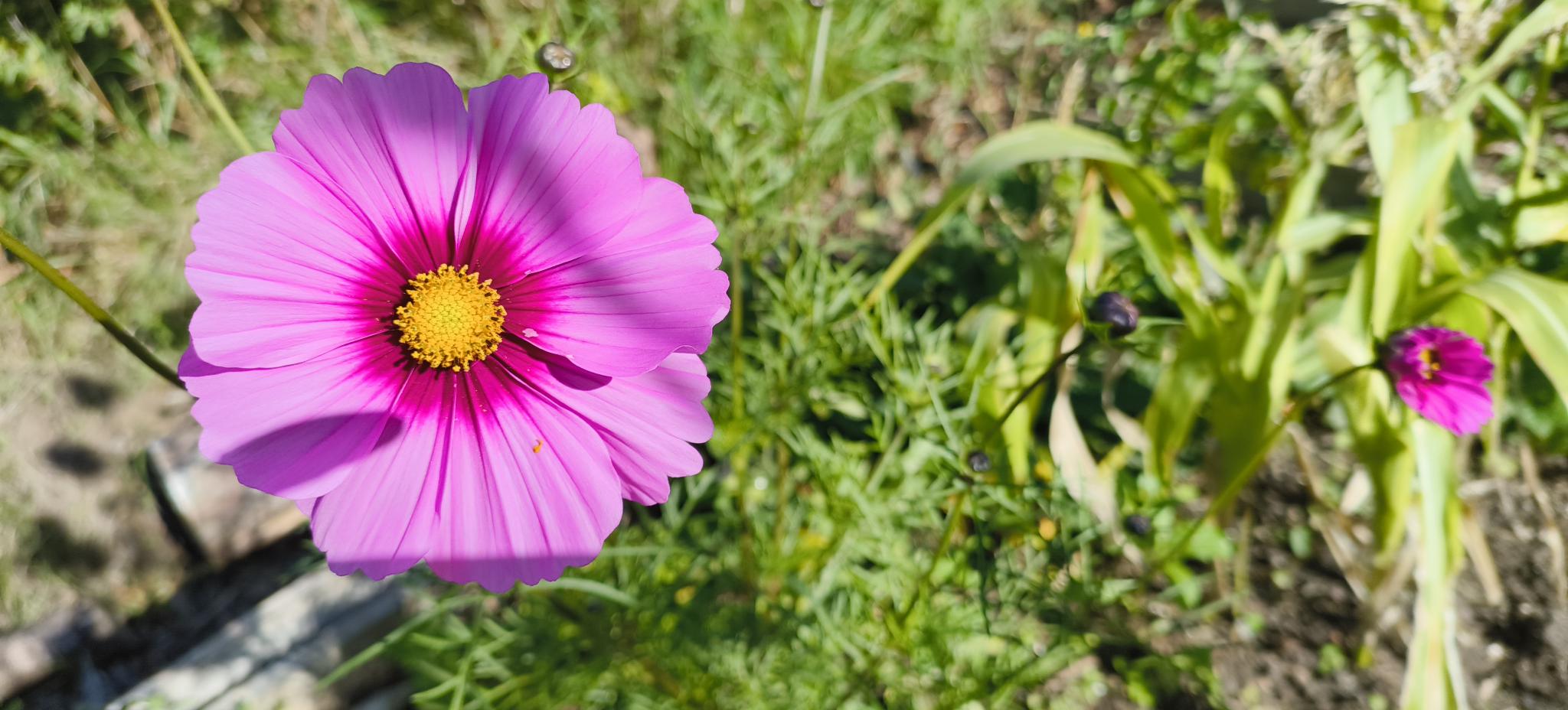 The Oxymoron of Chaos Gardening