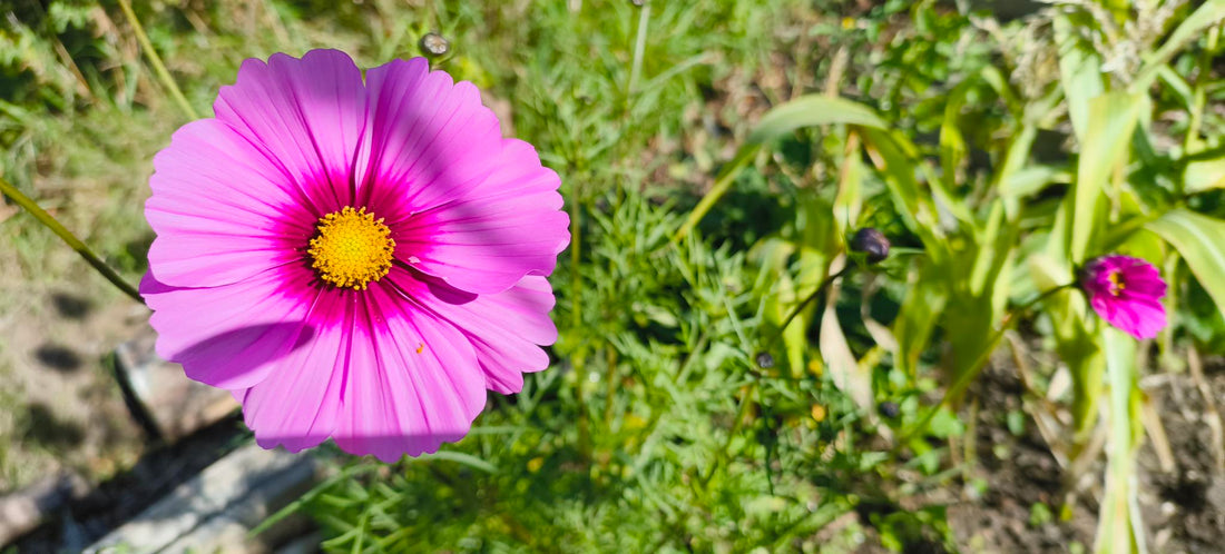Pink cosmos flower on green background