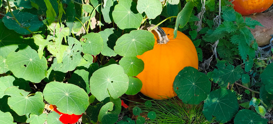 Autumn Slow Living Bucket List: Cosy Seasonal Rituals