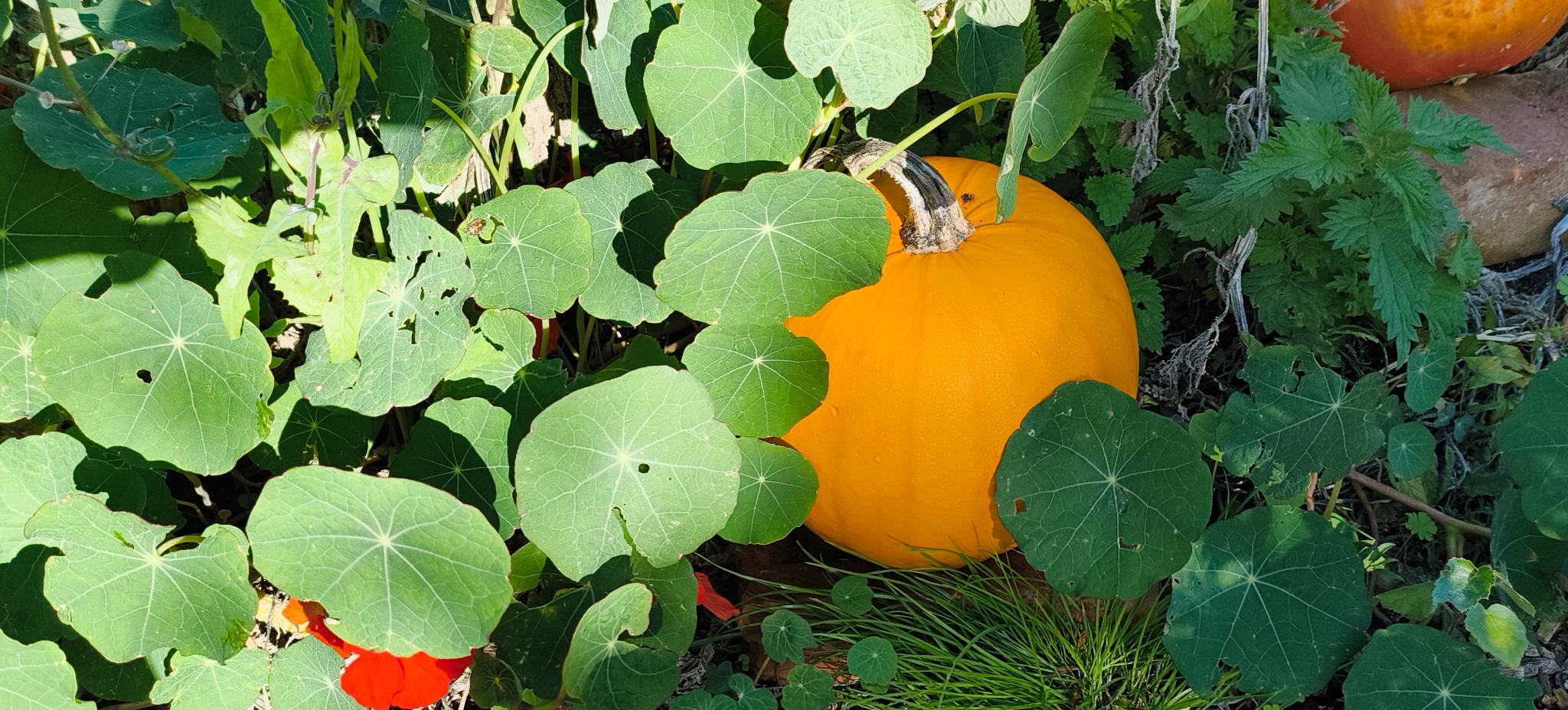 Autumn Slow Living Bucket List: Cosy Seasonal Rituals