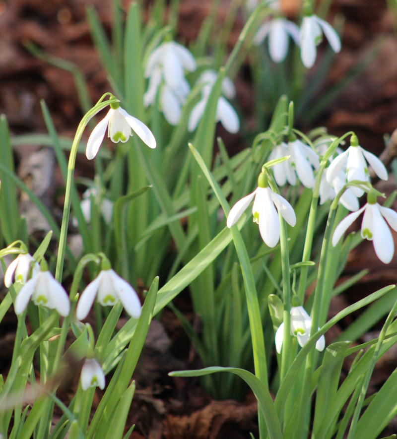 Snuggle Season: Cosy Valentine’s Day Ideas for Partners, Friends & You