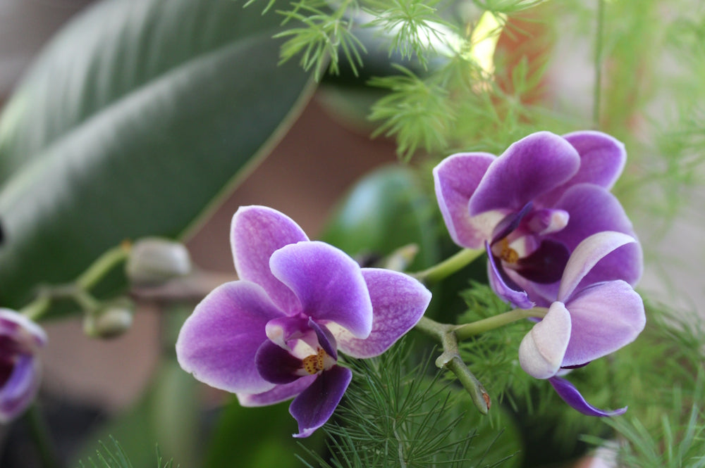 Cold Outside, Green Inside: Houseplant Care in Winter